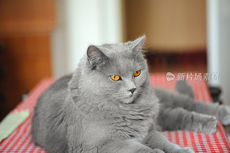 桌上的Chartreux Cat